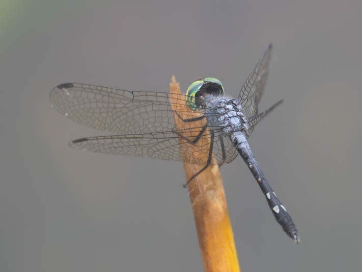 Micrathyria debilis (Peten Dasher) male-6.jpg
